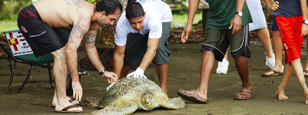 #BecauseSeaTurtles Eco-Friendly Costa Rica Image: Volunteers are seen caring for a sea turtle.