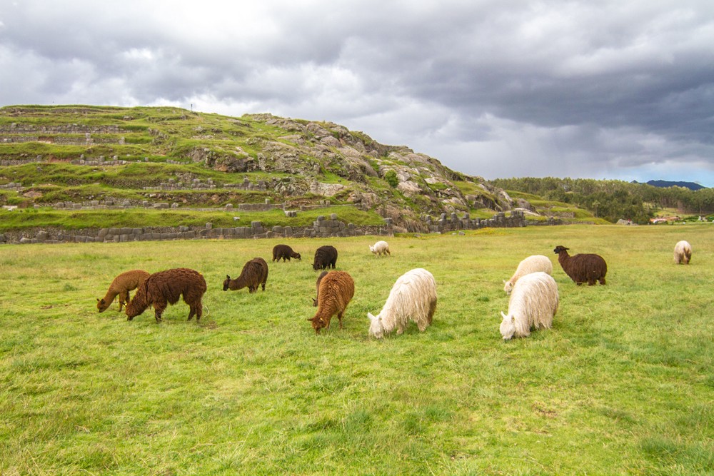 A moment of quiet contemplation can be had at anytime, including watching grazing sheep. Mystical Destinations Image: Black, brown, and white sheep graze the green grass of the Sacred Valley.