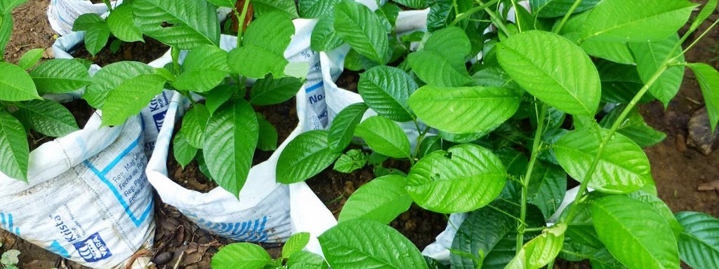 Green is good. Eco-Friendly Costa Rica Image: With their green little leaves, plants sit in bags waiting to be placed into the Earth so that they can continue to grow.