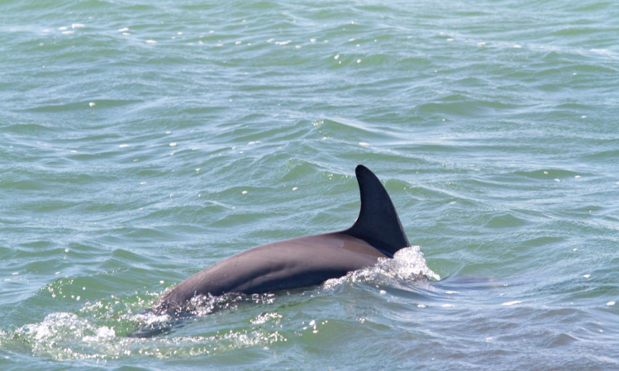 Dolphins and other sea life call Cuba home. Will you spot them? Are Cuba's Beaches Nice Image: A dolphin emerges from the water.