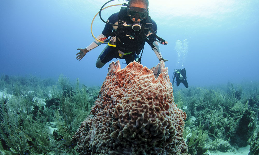 Do step into the blue world, and observe. Don't touch everything. Belize Barrier Reef Image: A scuba diver observes underwater surroundings.