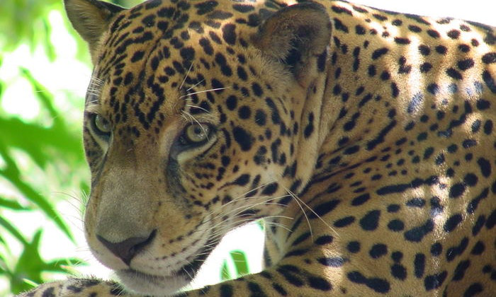That is one pretty kitty, but we strongly advise against trying to pet a jaguar. Belize River Tour Image: Close-up of a Jaguar.