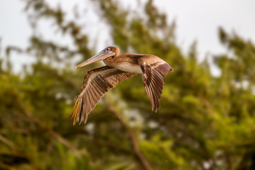 Many animals depend on Belize's rivers remaining healthy, whether they live in them exclusively or not. Belize River Tour Image: A brown pelican soars through the air, with the jungle in the background.