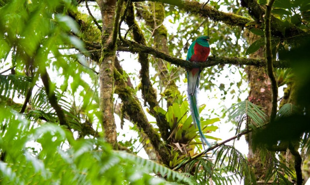 Not only are the forests themselves beautiful, but the animals that reside there are as well. Rainforests & Natural Wonders: Biotopo del Quetzal. A vibrant green and red quetzal bird sits on the branch of a tree.