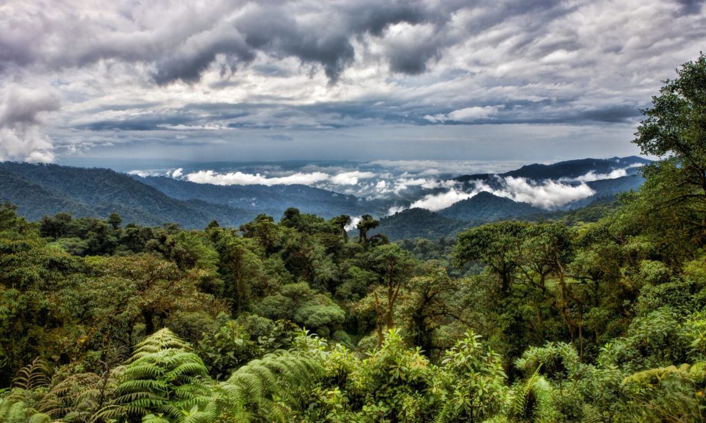Reach with all your might. Rainforests & Natural Wonders Image: Cotundo. Pictured is a verdantly green and leafy canopy, with treetops extending toward a cloudy sky.
