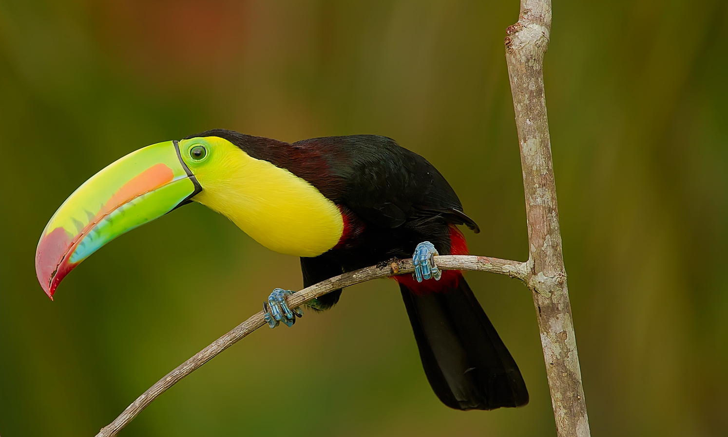 Wonderful Wildlife Experiences In Central & South America