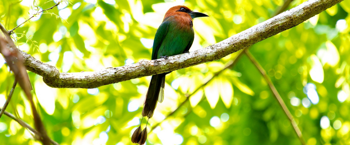 Such a pretty little birdie. Wildlife Experiences Image: A colourful bird with a green body and orange head rests on a tree branch.