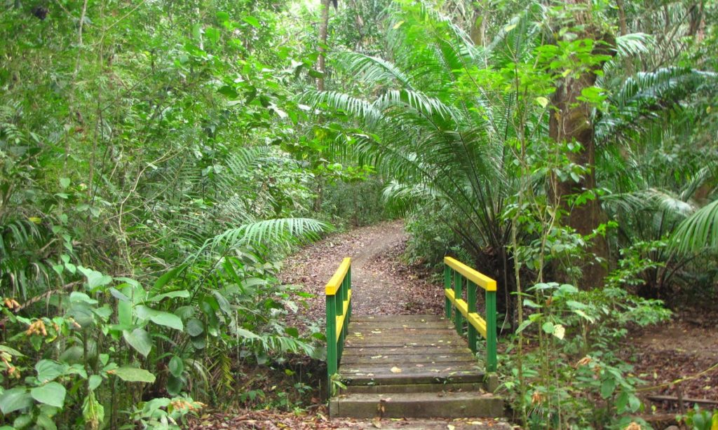 Nature Image: A short bridge with green and yellow railings leads further into the rainforest.