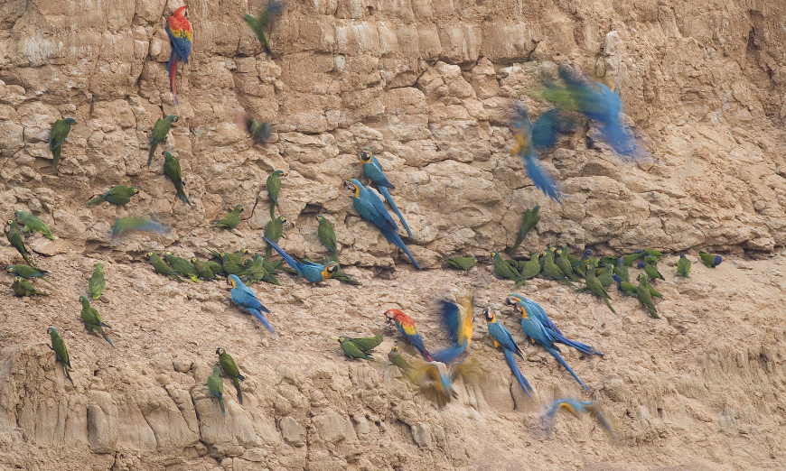 This clay salt lick is literally a place where the birds of Peru's Amazon flock to lick salt from the ground. Peru Amazon Image: A variety of colorful birds flocks to a clay salt lick.