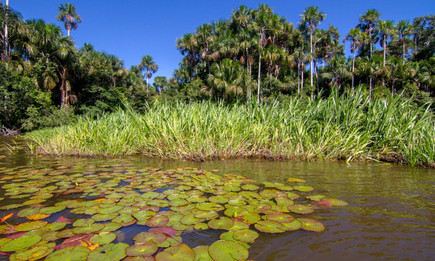 The river is overrun with green—trees, tall grasses, and lily pads. Peru Amazon Image: The river is overrun with green—trees, tall grasses, and lily pads.