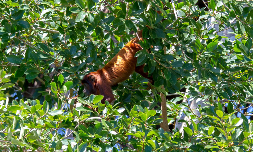 Monkeys don't need to search for adventure—swinging through the trees, it seems to find them. Peru Amazon Image: A monkey with a red coat appears to be searching for something from a tree.