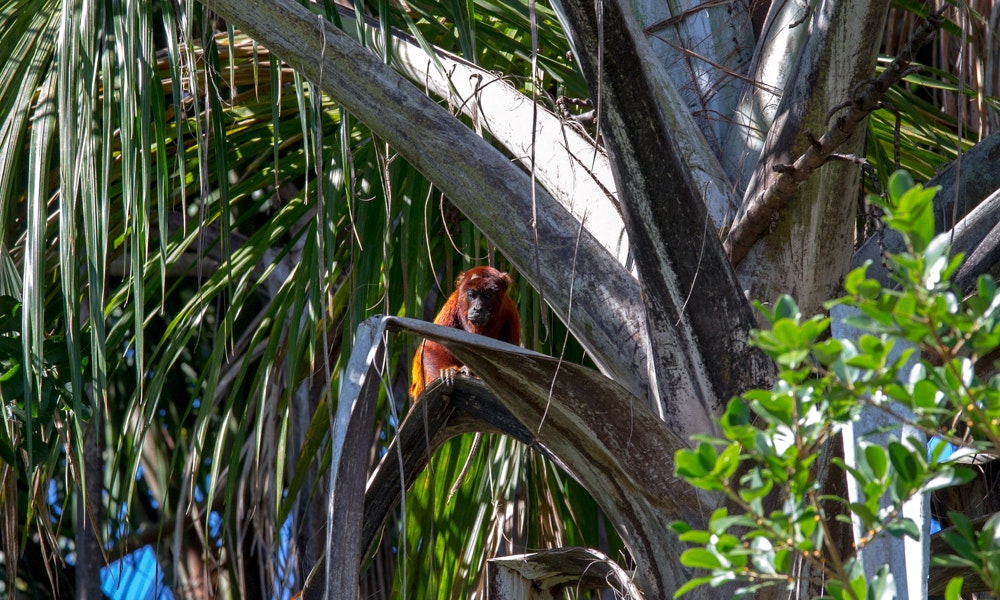 Let's ask where the best spots are for gathering fruit and taking naps... Peruvian Amazon Image: A monkey with a red coat peers from a tree.
