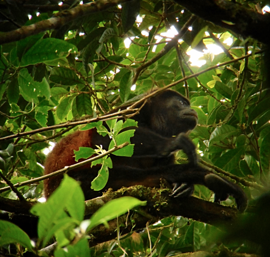 In the forests of Costa Rica, all kinds of animal friends are waiting to greet you, so keep your eyes open. Costa Rican Family Adventure Image: A howler monkey rummages through the trees.