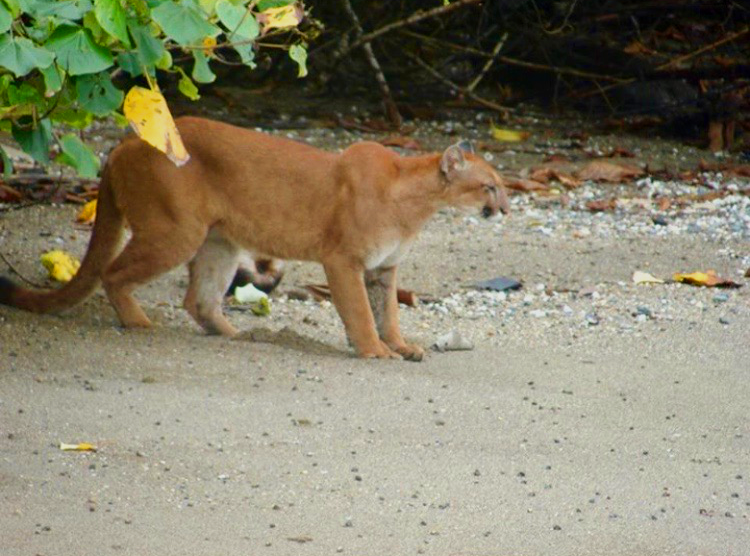 Well hello there, kitty. Costa Rican Family Adventure Image: A puma on a beach.