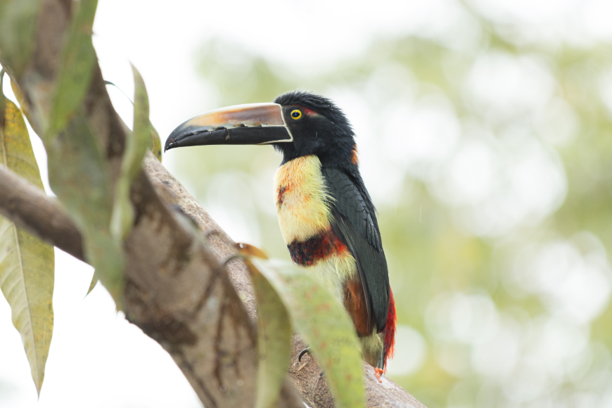 Going on a rainforest canopy tour will give new meaning to the term 'birds-eye view.' Costa Rica Rainforest Tours Image: A vibrant collared aracari sits in a forest tree.