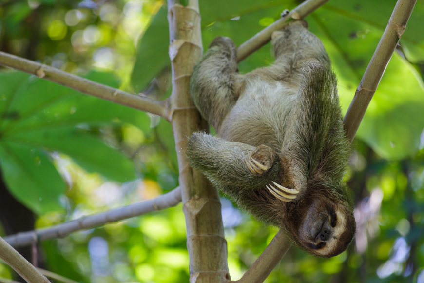 Sometimes it's nice to simply hangout and relax. Just ask this three-toed sloth. Costa Rica Adventure Trips Image: A three-toed sloth hangs upside down in a tree, located in Manuel Antonia Costa Rica.