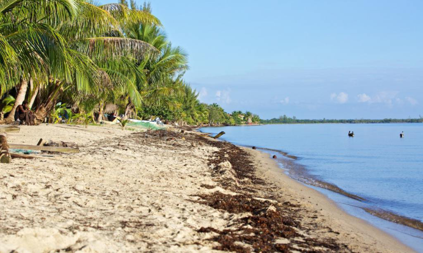 Paradise is made of beaches and blue lagoons. Best Beaches for Swimming in Belize Image: Close-up of the shoreline of Hopkins—gently lapping water, palm trees,and sea plants.