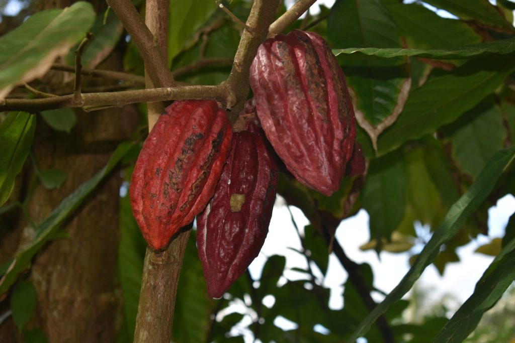 It's easy to take chocolate for granted, because we can find it almost everywhere, but that's the finished product—not the temperamental fruit. Best Chocolate Image: Three theobroma cacao fruits hang from their tree.