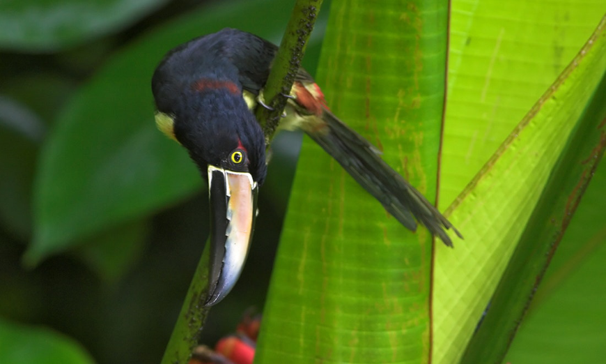This curious bird wonders why on Earth you would deprive yourself of a holiday you can feel good about for two reasons: treating yourself, and treating the planet. Best Ecotourism Lodges Image: A toucan cranes its head upside down whilst peering from a tree.