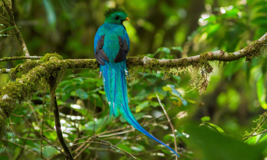 Not all of Costa Rica's birds are rare, but they all boast a unique beauty. Best Ecotourism Lodges Image: The resplendent quetzal (a rare bird) sits on a branch.