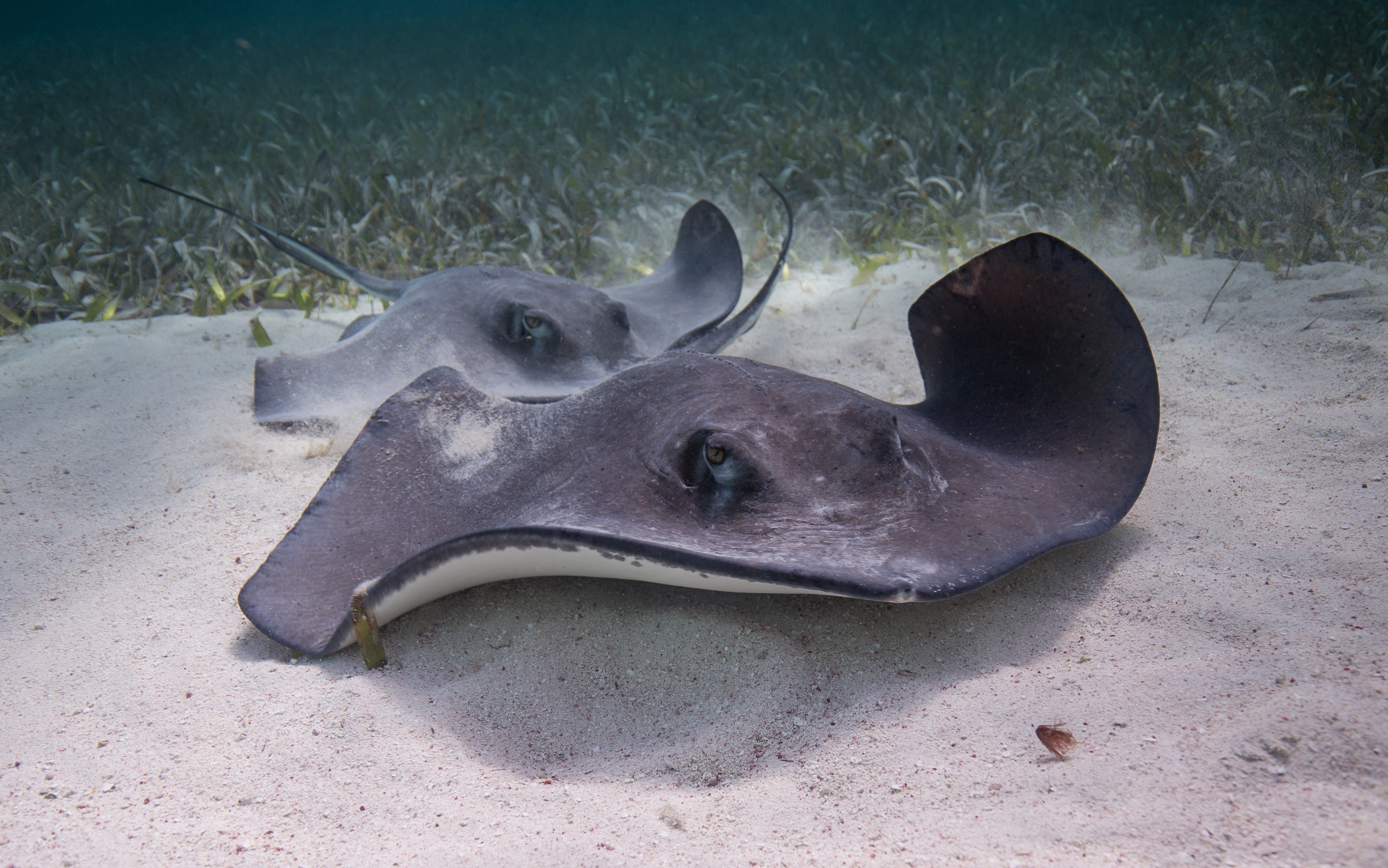 The Best Islands in Belize for Solo Image: Two rays at the bottom of Shark Ray Alley.