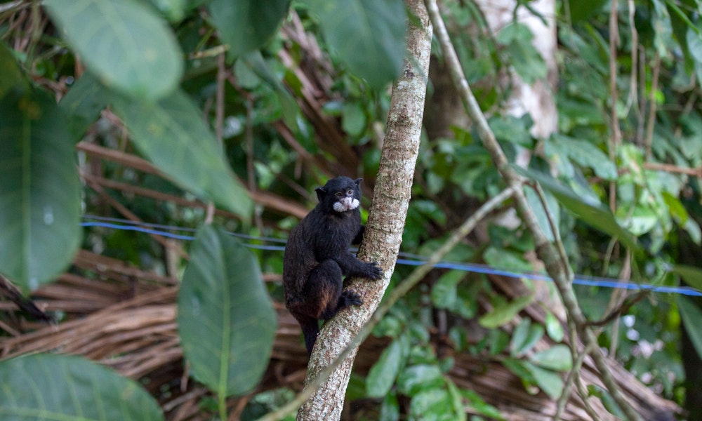 Unlike humans, some primates never outgrow climbing trees. Best Time Visit South America Image: A small black and white monkey clings to a brown tree branch amidst bright green leaves.
