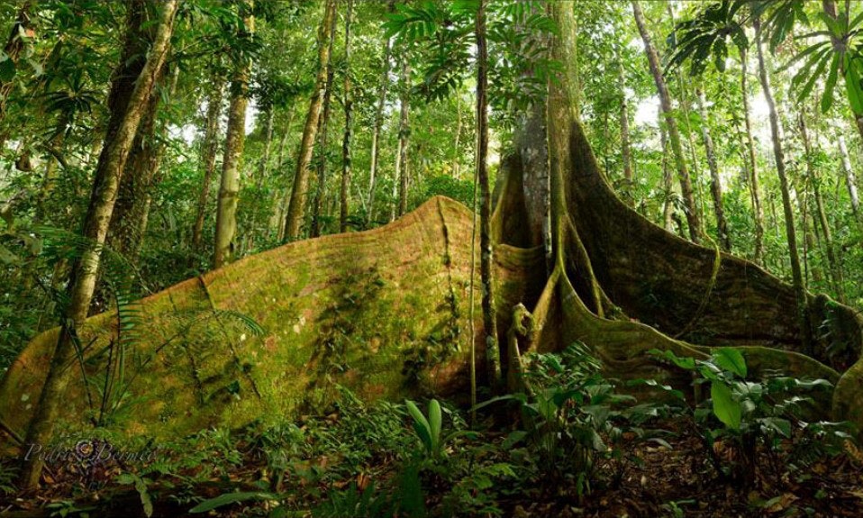 Well, that's more than a little bit imposing. Best Time To Visit South America Image: A great tree sits amidst greenery in Ecuador's Amazon Rainforest.