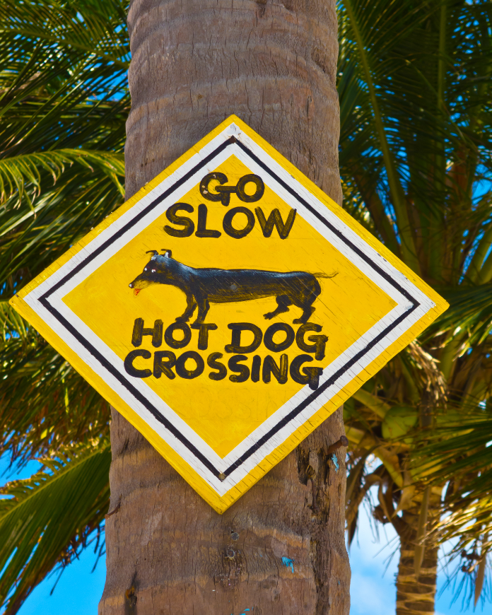 Do you suppose large breeds get their own sign? Central America Islands Image: A yellow caution sign reads 'go slow, hot dog crossing' with a picture of a dachshund, or, wiener dog.