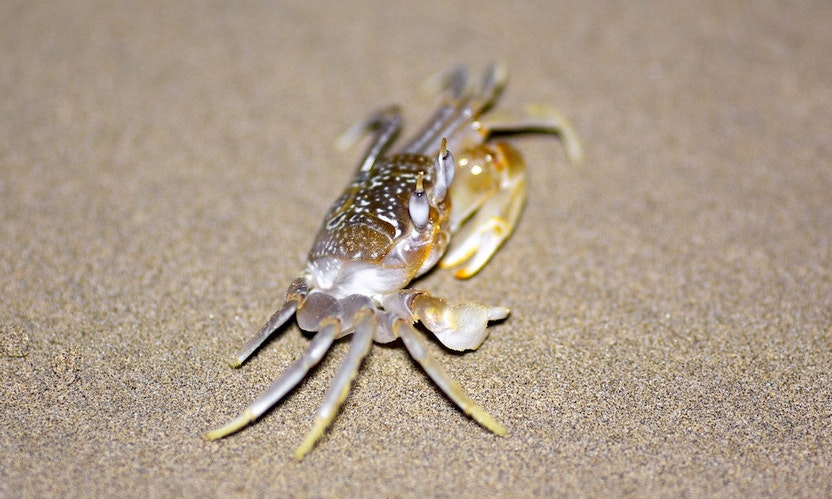 Hurry-up and scuttle...we mean, scurry, to Coiba Island. Coiba Image: A crab scuttles along the beach.