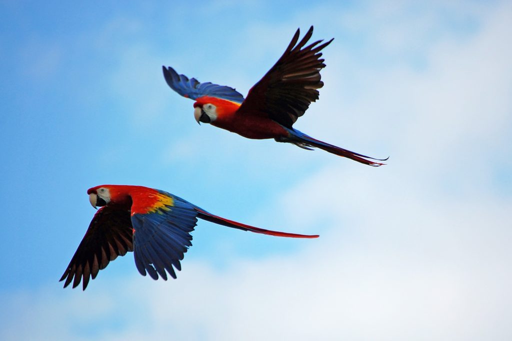 Scarlet macaws soar free here. No one wants to be caged. Coiba Image: Two scarlet macaw parrots soar in a bright blue sky kissed by puffy white clouds.