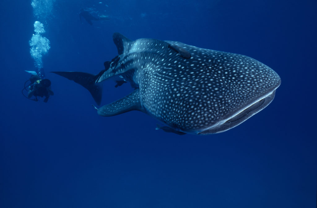 There's no way to describe the feeling of swimming with a whale shark. You have to experience it for yourself. Coiba Image: A diver swims with a whale shark, which is the largest fish in the sea.