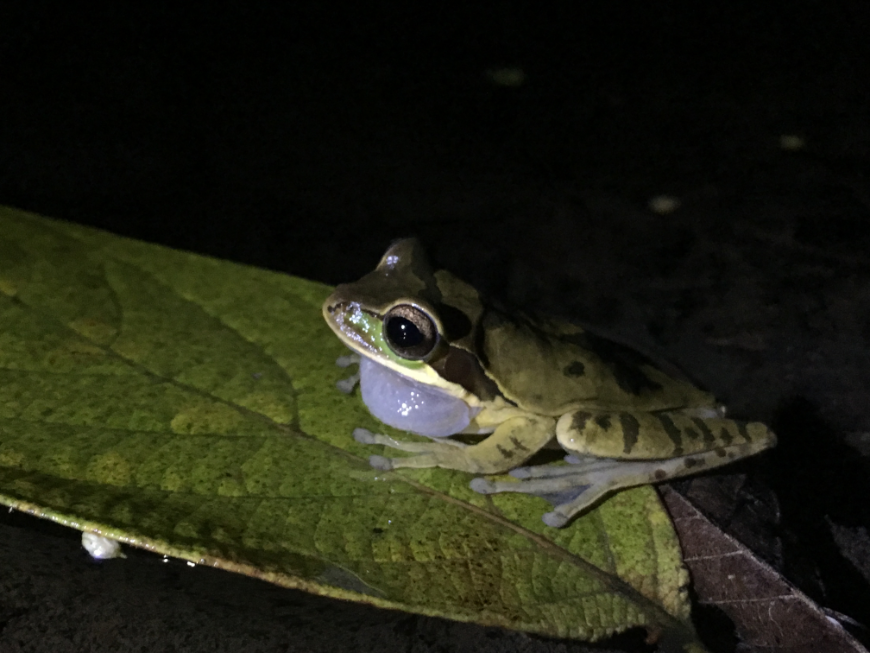 Costa Rican Tree Frogs Image: A New Granada cross-banded tree frog sits on a leaf.