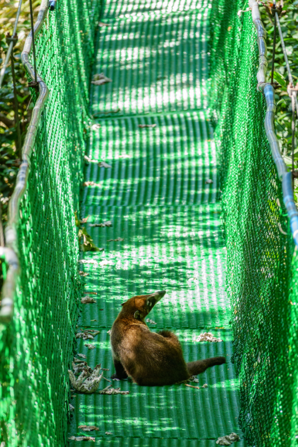 Hey, pick a lane! Costa Rica Rainforest Tours Image: A coati sits on a green suspension bridge.