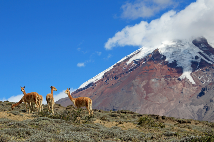 Destination Wedding in Ecuador Image: Vicuñas graze along a hillside whilst Chimborazo Volcano touches clouds in the background.