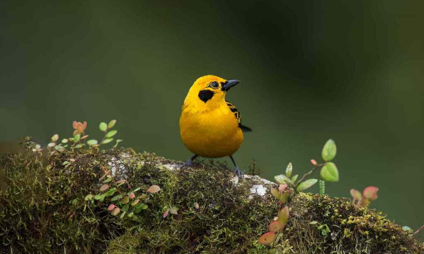 As if a golden cathedral wasn't enough, here is a golden bird. Destination Wedding in Ecuador Image: A golden tanager sits on a moss and leaf covered branch.