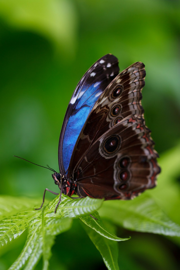 The goal of a wedding planner SHOULD be making impossible dreams and wishes come true. Destination Wedding Image: A Blue Morpho butterfly rests with wings flexed on a vivid green rainforest leaf.