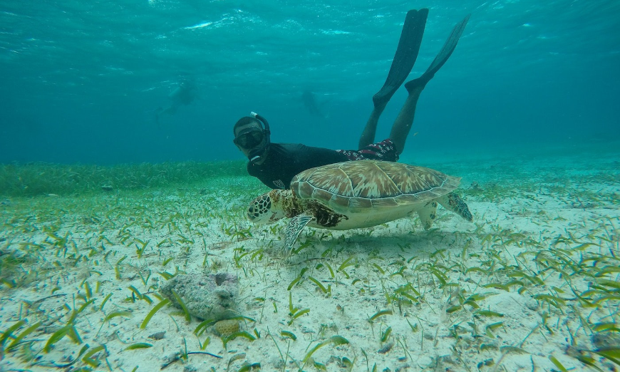 You would be remiss if you didn't go snorkeling or diving whilst living in Belize. Moving to Belize Image: A snorkeler swims next to a sea turtle.