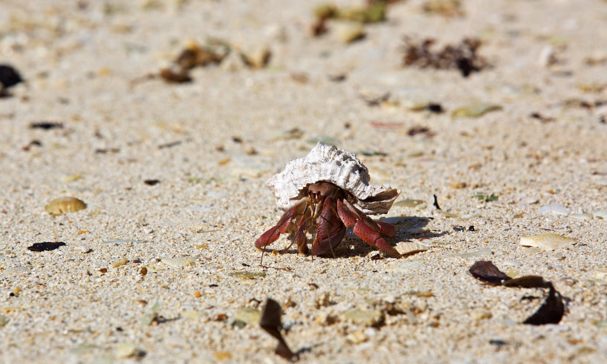 Who doesn't like basking in the sun on a sandy beach once in a while? Diving In Belize Image: A hermit crab in a shell sits on a sandy beach.