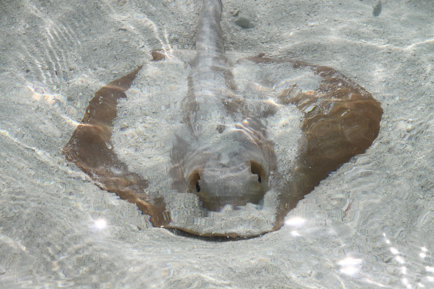 Diving In Belize Image: A sting ray is partially submerged in sand underwater.