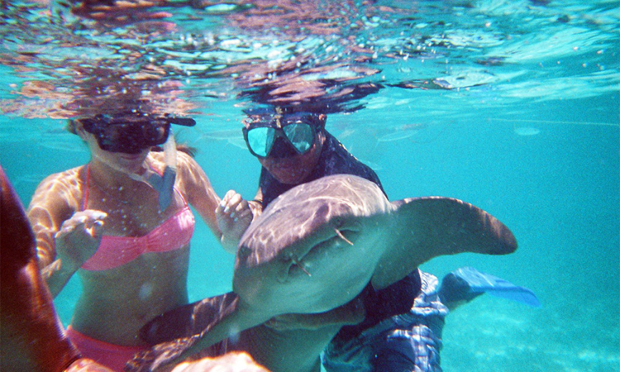 Swim with sea turtles, nurse sharks, sting rays, and more. Diving In Belize Image: A male snorkeler holds a nurse shark whilst a female snorkeler is poised to touch the animal.