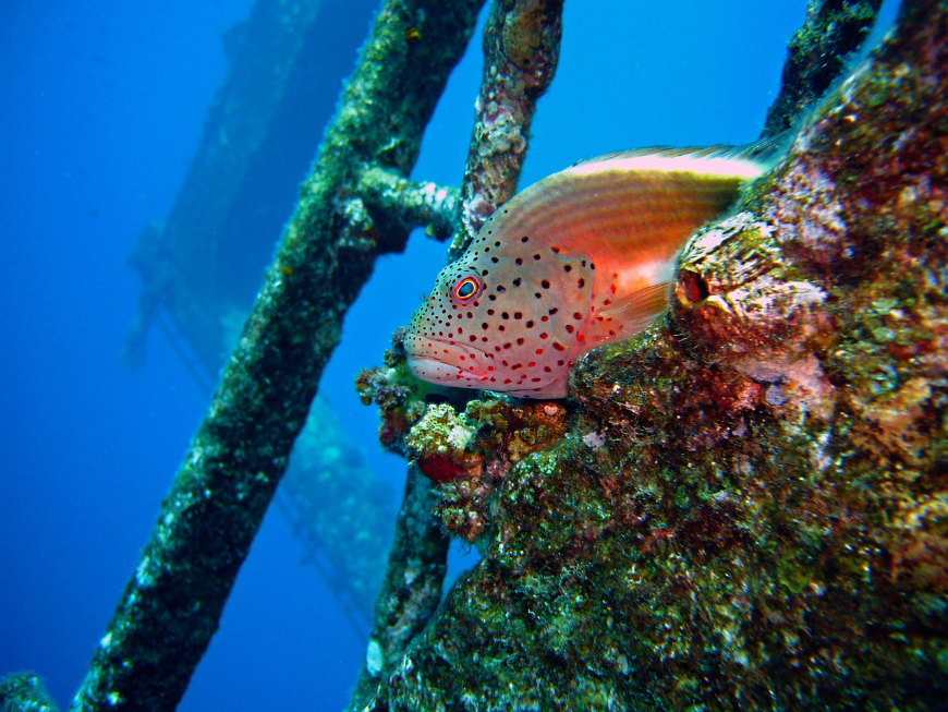 Shipwrecks are haunting, striking, and to some—home. Diving In Belize Image: A fish sits on a part of a sunken ship teeming with marine life.