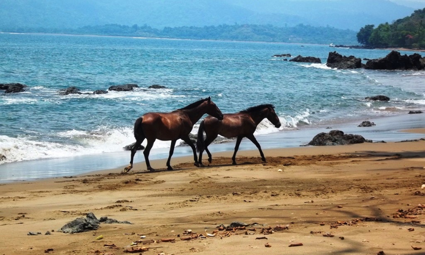 These horses can double as wedding transportation and a cool activity. Eco-Friendly Destination Wedding Image: Two unsaddled brown horses are walking on a beach.