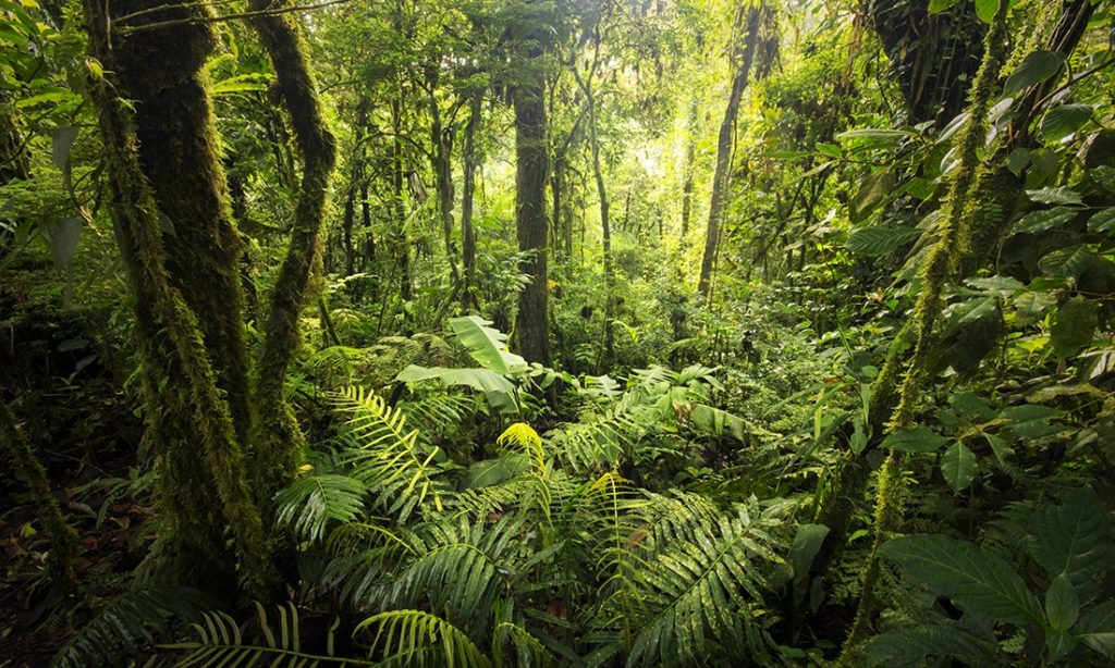 Eco-Friendly Costa Rica Image: A lush forest is green as far as the eye can see. Even the tree trunks and branches are covered in moss.