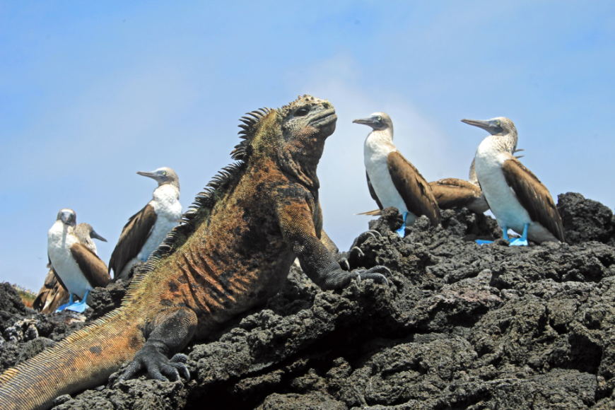 Ecuador: Where The Wild Things Are…