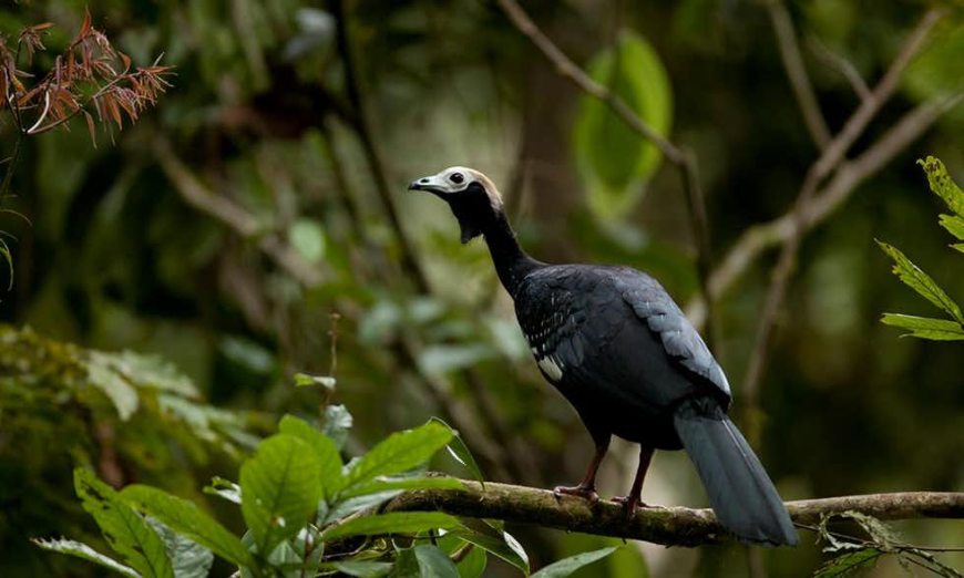 Incredible creatures are best seen in their natural environment. Ecuador Wildlife Image: A black and white piping guan stands on a branch.