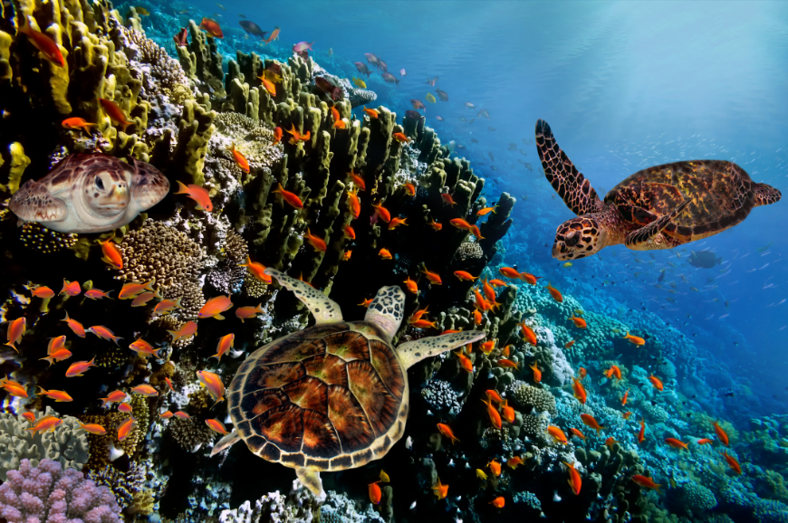 Diving or snorkeling in Ecuador is highly recommended! Ecuador Wildlife Image: Sea turtles and fish swim in a clear ocean.