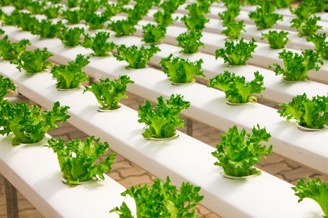 Hydroponically grown produce is just as tasty as its traditional counterpart, but causes no stress to the soil. Best Ecotourism Lodges Image: Rows of bright green lettuce are growing elevated in rows hydroponically.