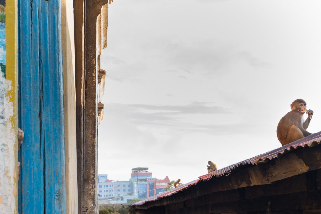 Everest Base Camp Image: Three monkeys sit on a roof top eating and observing their city view.