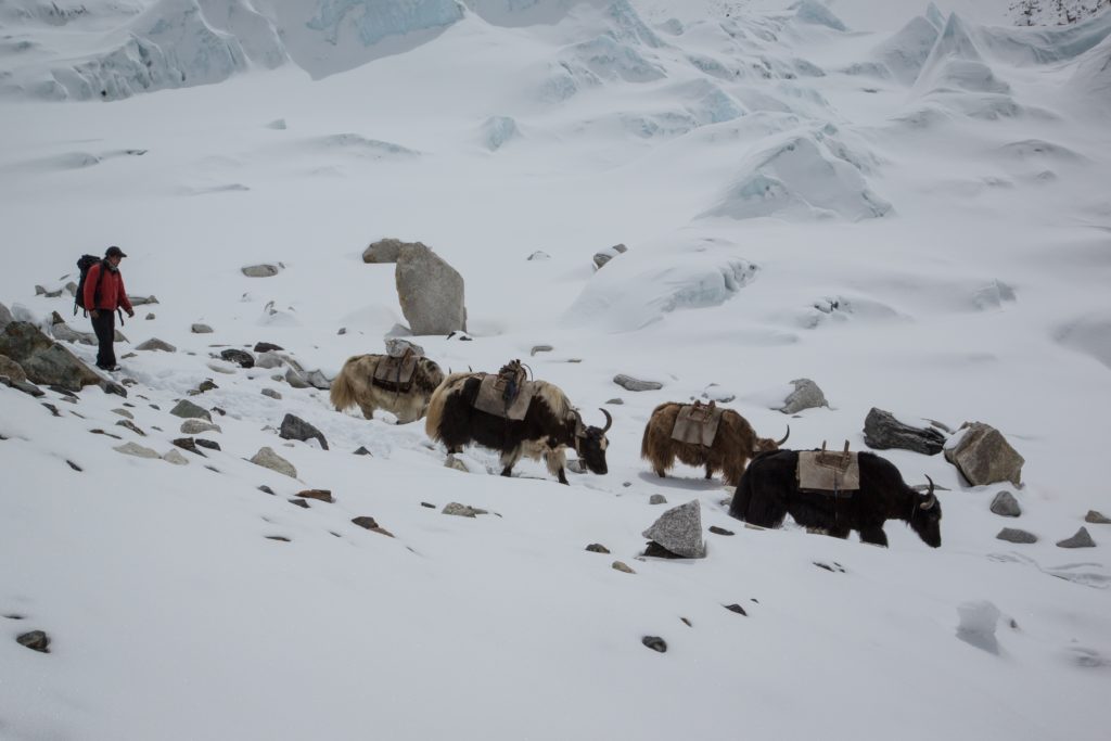 Thankfully, these yaks have no trouble staying warm on the mountain. Everest Trek Image: Yaks in shades of black, brown, cream, and black and white trek the snowy Himalaya. A person in a red parka is bringing up the rear.