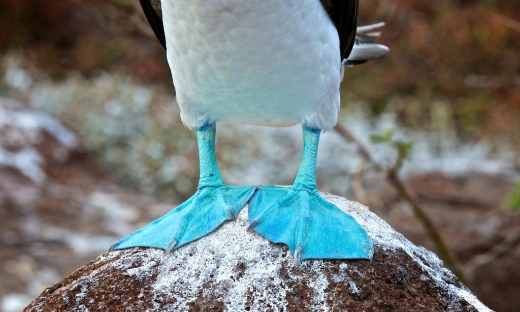 Dig those blue suede shoes! Galápagos Islands Image: A close-up of the infamous Blue-Footed Booby's namesake feet.